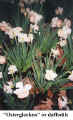 "Osterglocken" or daffodils