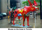 Moose on the loose in Toronto