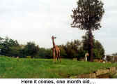 Here it comes, one month old, ... (Toronto Zoo)