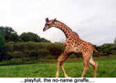 ...playfull, the no-name giraffe,... (Toronto Zoo)