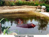 "Dangerous" Hippos (Toronto Zoo)