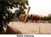 Mighty elephants (Toronto Zoo)