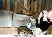 From the live nativity scene (Kitchener Christkindl Market)