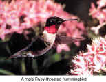 A male Ruby-throated hummingbird