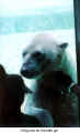 ...A big kiss for the little girl... (at the Polar Bears of the Toronto Zoo)