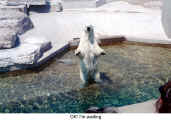 OK! I'm waiting (at the Polar Bears of the Toronto Zoo)