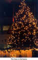 The tree in Kitchener  (Christkindl Market Kitchener)