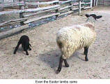 Even the Easter lambs came