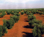 Olive tree plantation