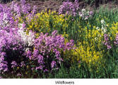 Wildflowers