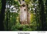 Te Matua Ngahere  [Photo: Antje Steiger]