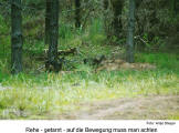 Rehe - getarnt - auf die Bewegung muss man achten  [Foto: Antje Steiger]