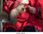 Sybille's squirrel