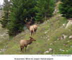 Grasendes Wild im Jasper Nationalpark  [photo: Paul-Bernhard Berghorn]