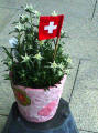 Edelweiss on Swiss National