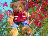 Bear in the tree