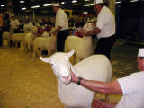 Sheep judging