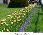 Tulpen aus Holland  [Foto: Marianne Schmidt]