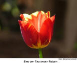 Tulpe aus Holland  [Foto: Marianne Schmidt]