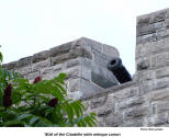 Wall of the Citadelle with antique canon [photo: Bob Sandbo]