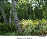 Birches at Reford Gardens   [photo: Bob Sandbo]