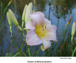 Flower at Reford Gardens   [photo: Bob Sandbo]