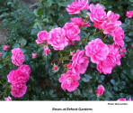 Roses at Reford Gardens   [photo: Bob Sandbo]