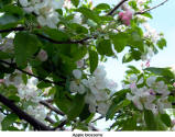 Apple blossoms