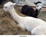 Docile Alpacas