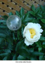 The first white Pfingstrose (Peony) since planting